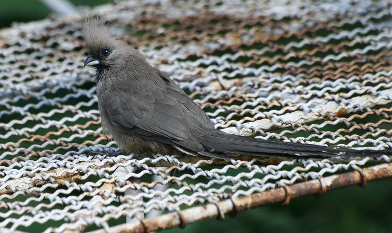 frieda 075.jpg - Die kwe-voel het weer alles gevat!